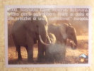 ELEPHANT Carte Postale - Éléphants