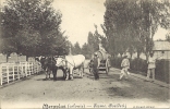 MERXPLAS ( Colonie ) - Ferme - Boerderij - Attelage De Veaux - Ossenspan - Merksplas