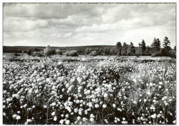 HAUTES FAGNES-CHAMP DE LINAIGRETTES - Jalhay