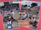 (405) Ghana - Afrique - Greetings From Ghana, Peoples, Cow, Bicycle - Ghana - Gold Coast