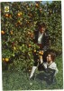 Espagne Castellon De La Plana  Jeune  Couple Avec Le Costume Typique Cueillette Des Oranges...Très Bon état - Castellón