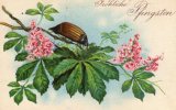 Belle Illustrée : Hanneton Porte-bonheur Sur Une Branche De Marronnier Rose . - Insekten