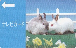 Carte Prépayée Japon - Animal - LAPIN Lapins Albinos - RABBIT Japan TV Card - KANINCHEN - KONIJN - CONEJO - 159 - Konijnen
