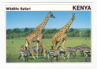 KENIA  Wildlife Safari  GIRAFE & Zebres GIRAFFE & Zebra - Giraffen