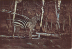 Car009 Cartolina, Postcard, Carte Postale | Zoo Safari Pombia - Zebra, Zebre - Zèbres