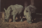 Car010 Cartolina, Postcard, Carte Postale | Zoo Safari Pombia - Rinoceronte, Rhinoceros - Zebra's