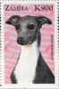 Zm9903 Zambia 1999, Cats And Dogs, K900 - Greyhound Dog - Zambie (1965-...)