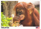 Postcard Malaysia Orang Utan Ape - Malesia