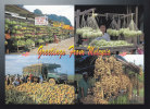 Postcard Malaysia Fruit Stalls Pomelo Guava - Marchands