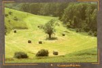 TERRE D´OC-Photo A.Kumurdjian - " Le Gardien Du Pré " (Occitanie Culture Occitane Occitan)  *PRIX FIXE - Fotos