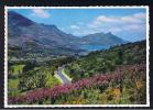 RB 824 - South Africa Postcard - Watsonias Growing Above Great Marine Drive  - Llandudno To Hout Bay, Cape - Afrique Du Sud