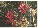 PHOTO ALBERT MONIER-Image De La Nature-fleurs-Joubarbe Araignée -rochers Siliceux - Monier