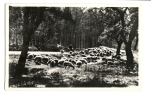 Cp, Elevage, Au Soleil Des Landes, Moutons Dans Les Chênes Lièges - Elevage