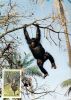 SIERRA LEONE        WWF CARTE MAXIMUM NUM.YVERT  555     PROTECTION DE LA NATURE FAUNE    SINGE CHIMPANZE - Maximumkaarten