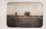 CP Photo Aout 1916 - Un Bivouac Allemand Dans Le Secteur D´Ypres (Leper) (ww1, Wk1) - Ieper