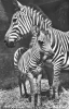 Zèbres - Mère Et Son Jeune Au Zoo De Bâle - Zebras