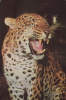 Romania- Postcard - Panthera Pardus - Tigri