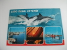 Delfini Lido Degli Estensi - Delphine