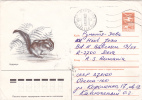 ANIMAL RODENTS,Squirrel,écureuil, 1985  AIRMAIL COVER STATIONERY ENTIER POSTAL RUSSIA. - Rongeurs