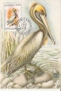Romania / Maxi Card / 200 Years J J Audubon / First Day Of Issue - Pelicans
