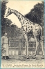 France, Paris-Jardin Des Plantes-La Giraffe Menelik. (311) - Giraffen