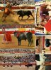 (500) Corrida Del Torro - Corrida De Taureaux - Bullfighting - Bull