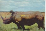 Rhinoceros Kenya - Neushoorn