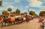 PENDLETON Oregon Stagedannually Parade Portrays, Attelages De Vaches, Roulottes, Chariots - Andere & Zonder Classificatie