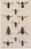 Fly Flies Insect Diptera, Illustrated On C1910s/20s Vintage Japan Postcard - Insectes