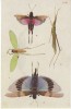 Grasshopper Cricket Katydid Orthoptera Bug Insect, Illustrated On C1910s/20s Vintage Japan Postcard - Insectes