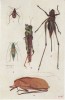 Grasshoppers Katydid Cricket, Orthoptera Bug Insect, Illustrated On C1910s/20s Vintage Japan Postcard - Insekten