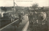 Domaine De Saint Joseph De Thibar Vaches Autour De L' Abreuvoir - Tunisie