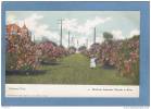 GALVESTON  -  Broadway Esplanade , Oleander In Bloom   - TRES  BELLE CARTE  - - Galveston