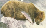 ALASKAN BROWN BEAR Alaska Fishing Red Salmon Fairbanks 1992 - Osos