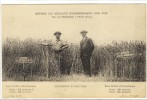 Carte Postale Ancienne Trun - Effets Du Sulfate D'ammoniaque Sur Blé - Agriculture, Céréales, Engrais - Trun