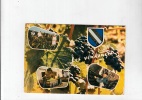 B51972 Champagne Vendanges Raisins Grapes  Used Good Shape - Champigny