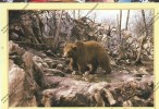 OURS Bear : OSO PARDO Ursus Arctos  ( Fauna Astur Cangas Spain ) - Beren