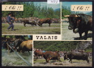 Vex (carte Postée à Vex En 1977) : Combats De Reines - Multivues - Vaches Et Public ; Grand Format : 10 / 15 (7563) - Vex