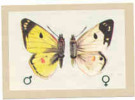 Image  / Soufré / ( Papillon Butterfly Insecte Animaux )  //  IM 39/5 - Jacques