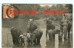 ELEPHANT - Groupe D'Eléphants à Ceylon - Dos Scané - Olifanten