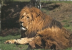 Lion - Leones