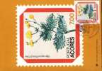 1981 Maximum Card.  Portugal. Flowers. Tolpis Azorica (Nutt.) P.Silva. (U02004) - Maximum Cards & Covers