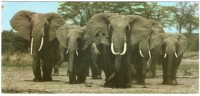 EAST AFRICA/KENYA - ELEPHANT - Kenya