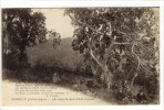 Carte Postale Ancienne Cogolin - La Récolte Des Châtaignes - Agriculture, Fruits - Cogolin