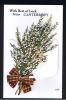RB 833 - Early Novelty Pull-Out Postcard - Canterbury Kent - Sprig Of Heather "With Best Of Luck" - Canterbury