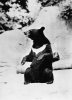 CPSM GRAND FORMAT DENTELE 1959...OURS DE L HYMALAYA... 129.....AVEC PUB MEDICALE AU VERSO - Bears