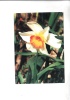 B52525 Franche Comte Flower Fleur Used Perfect Shape - Franche-Comté