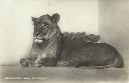 AK Berlin Zoo Abessinische Löwin & Junge 1931 #15 - Lions