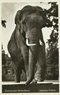 AK Elefant Zoologischer Garten Berlin 1941 #50 - Éléphants