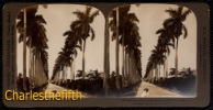 FIN 1800 VUE STEREOSCOPIQUE CUBA - HAVANA ROYAL PALMS AVENUE - PERFECT CONDITION! - Stereo-Photographie